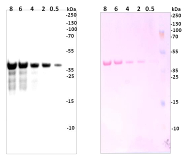 western blot using anti-GST antibodies on plant tissue